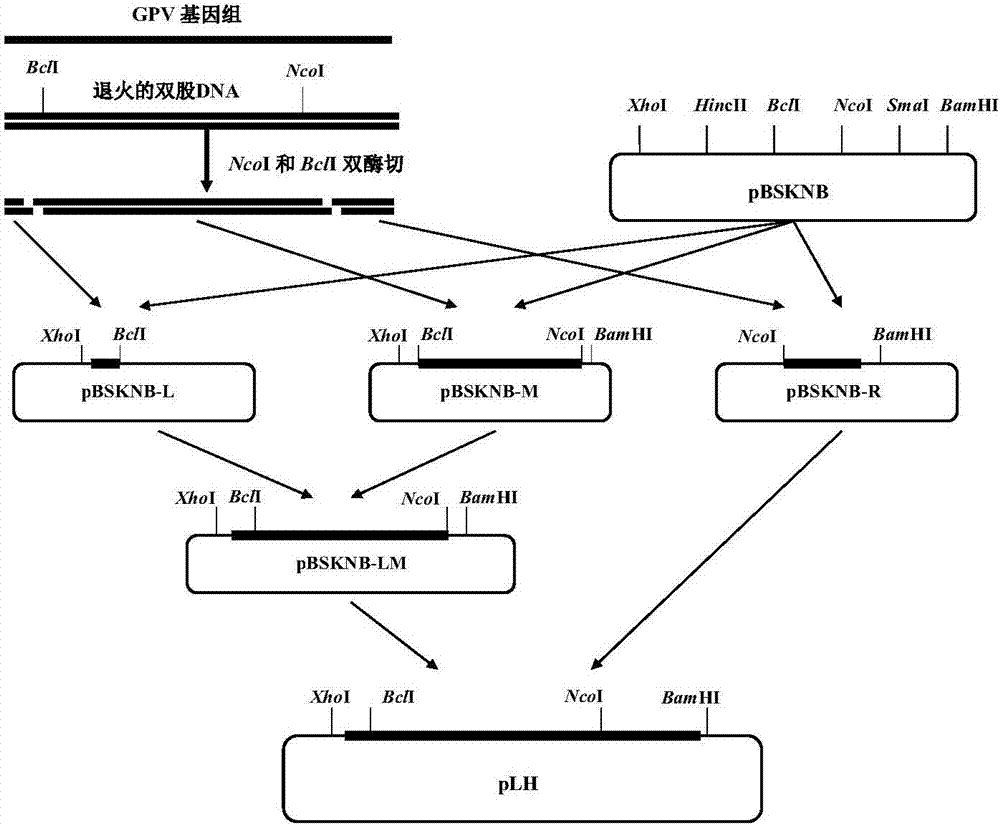 一种鹅细小病毒感染性克隆的拯救方法与流程