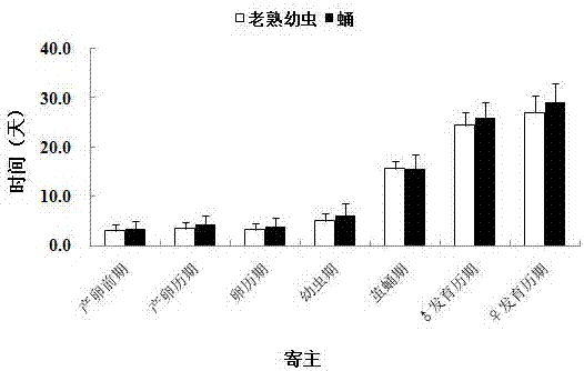 一種利用管氏腫腿蜂防治煙草甲幼蟲及蛹的方法與流程