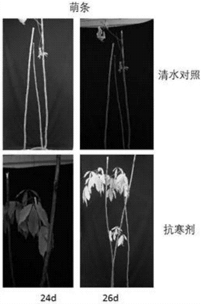 一種橡膠樹(shù)抗寒劑及其應(yīng)用的制作方法與工藝