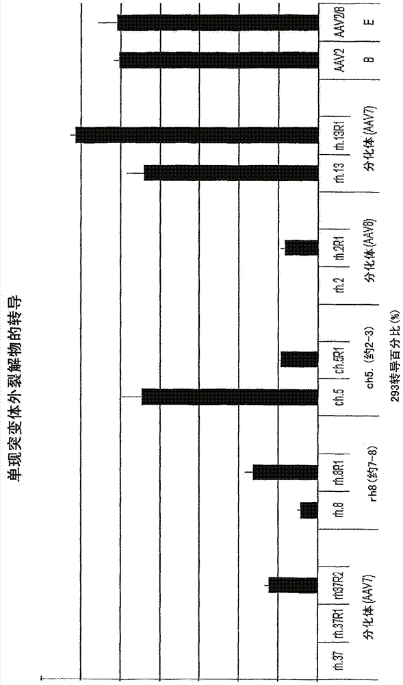 增強腺相關(guān)病毒載體功能的方法與流程