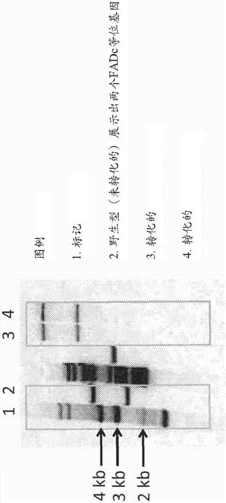 包括原藻脂质通路基因的基因工程化的微生物株系的制作方法与工艺