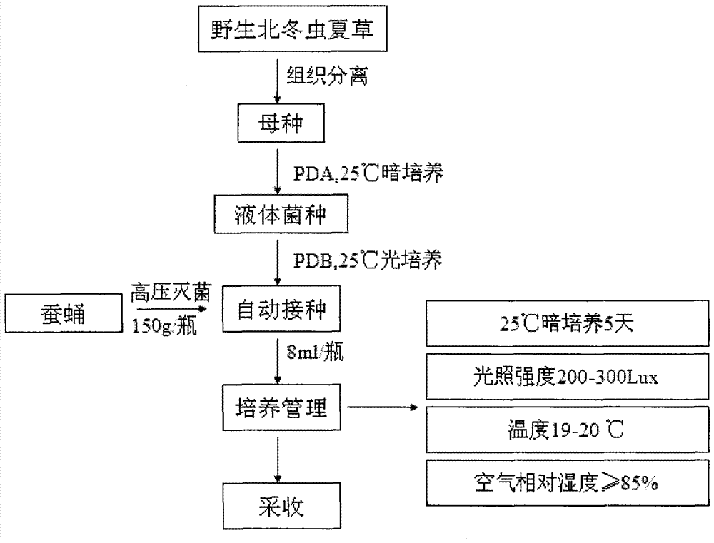 蠶蛹北冬蟲(chóng)夏草工廠(chǎng)化栽培技術(shù)的制作方法與工藝