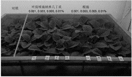 纳米几丁质在提高烟草产量和品质方面的应用的制作方法与工艺