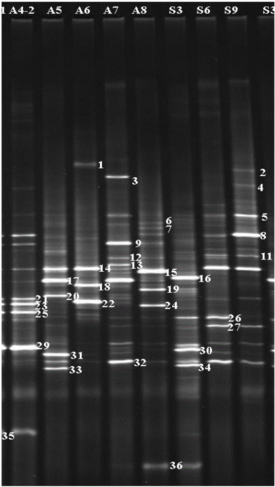 一種蝦仁低溫貯藏過程中特定腐敗菌的PCR?DGGE分析方法與流程