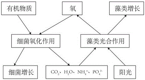 一種利用微藻類處理污水從而獲取能量和肥料的方法與流程