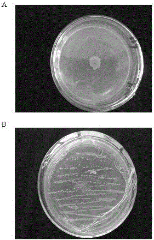 特基拉芽孢杆菌JN369及其应用的制作方法与工艺