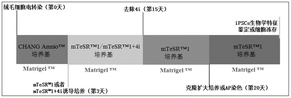 誘導(dǎo)多能干細(xì)胞、制備誘導(dǎo)多能干細(xì)胞的方法與流程