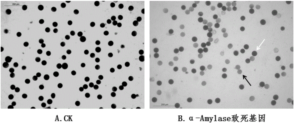 植物α淀粉酶在导致花粉败育中的应用的制作方法与工艺