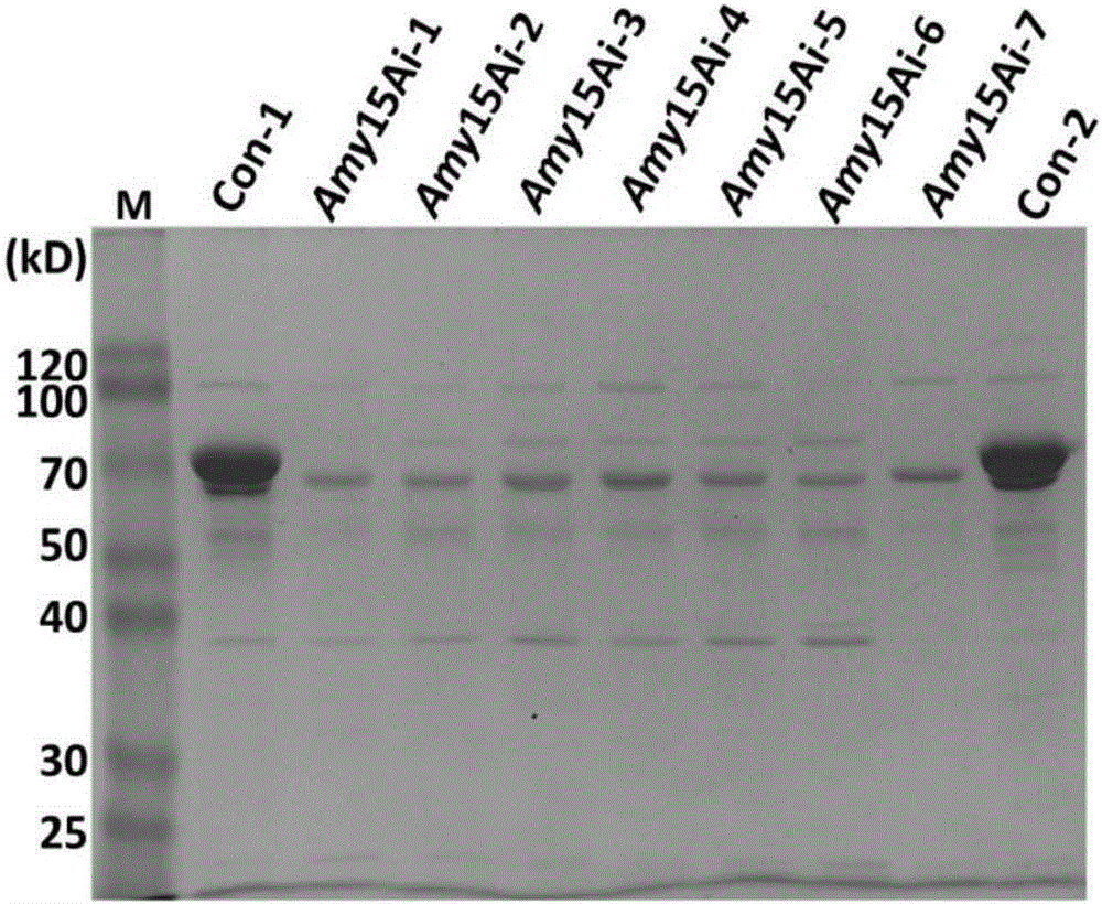 一种应用于丝状真菌中特异性沉默基因的干扰质粒pHX‑RNAi的制作方法与工艺