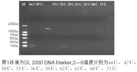 鼠毛滴虫nested PCR检测试剂盒及制备方法与流程