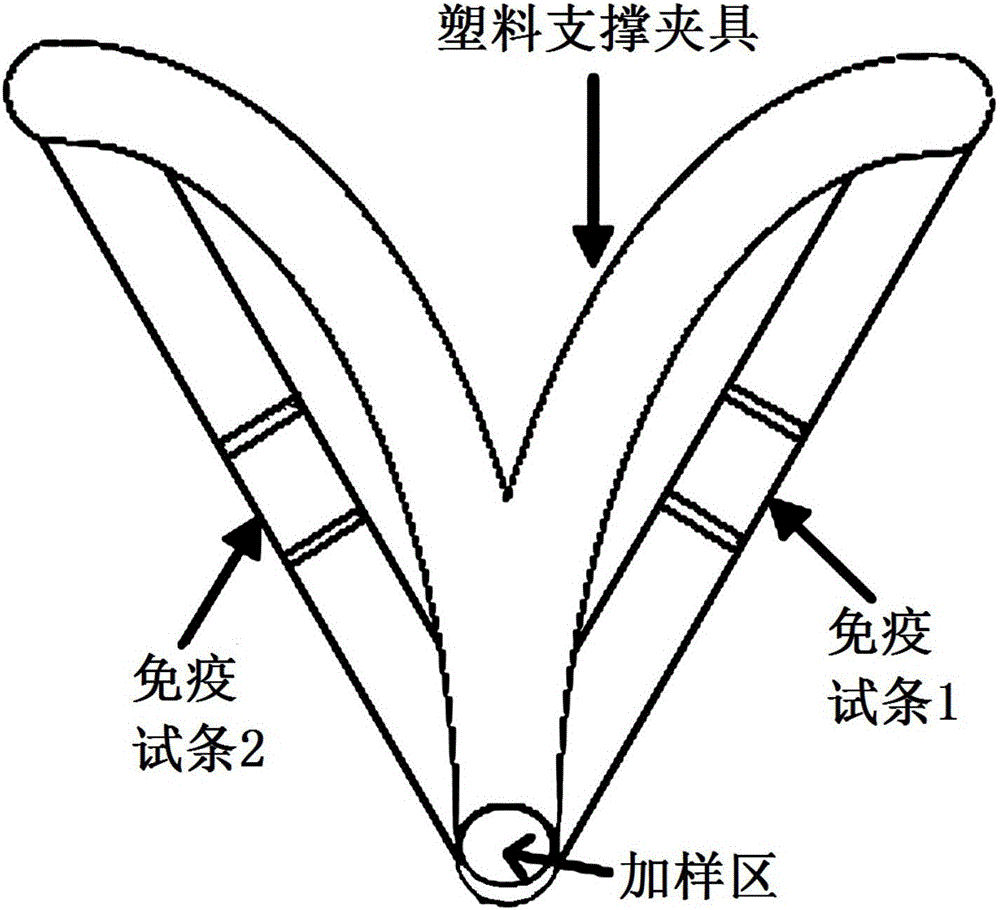 雙參數扇形免疫磁層析試條的制作方法與工藝