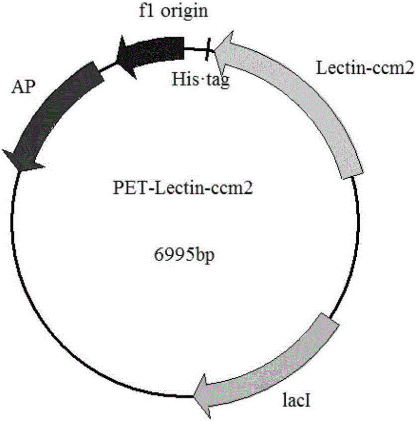 一種蛹蟲草凝集素蛋白Lectin?ccm2及其制備方法和應(yīng)用與流程