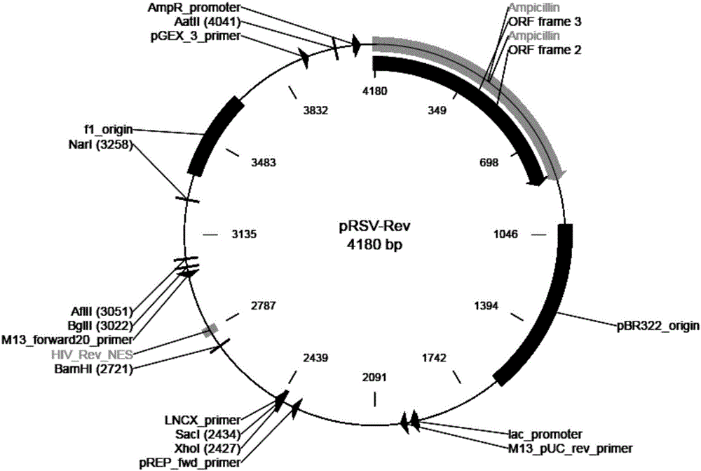 一种T1R3基因过表达慢病毒载体、慢病毒及其构建方法与流程