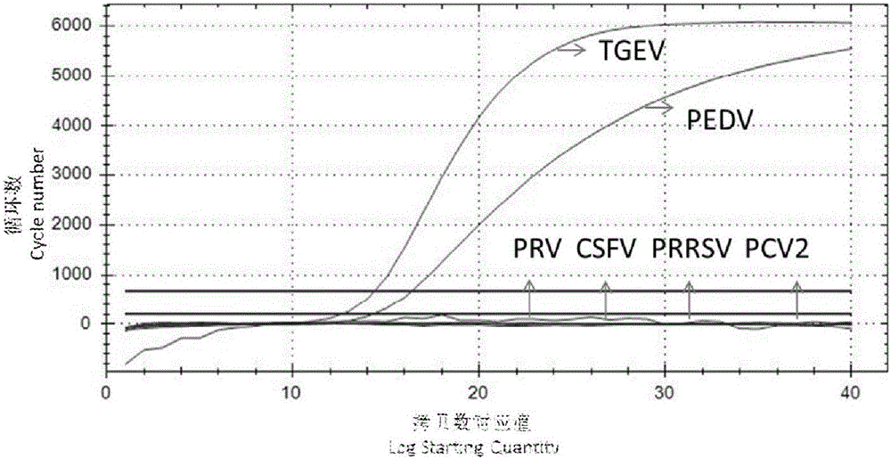 一种PEDV和TGEV双重RT‑PCR检测方法及其探针引物组合与试剂盒与流程