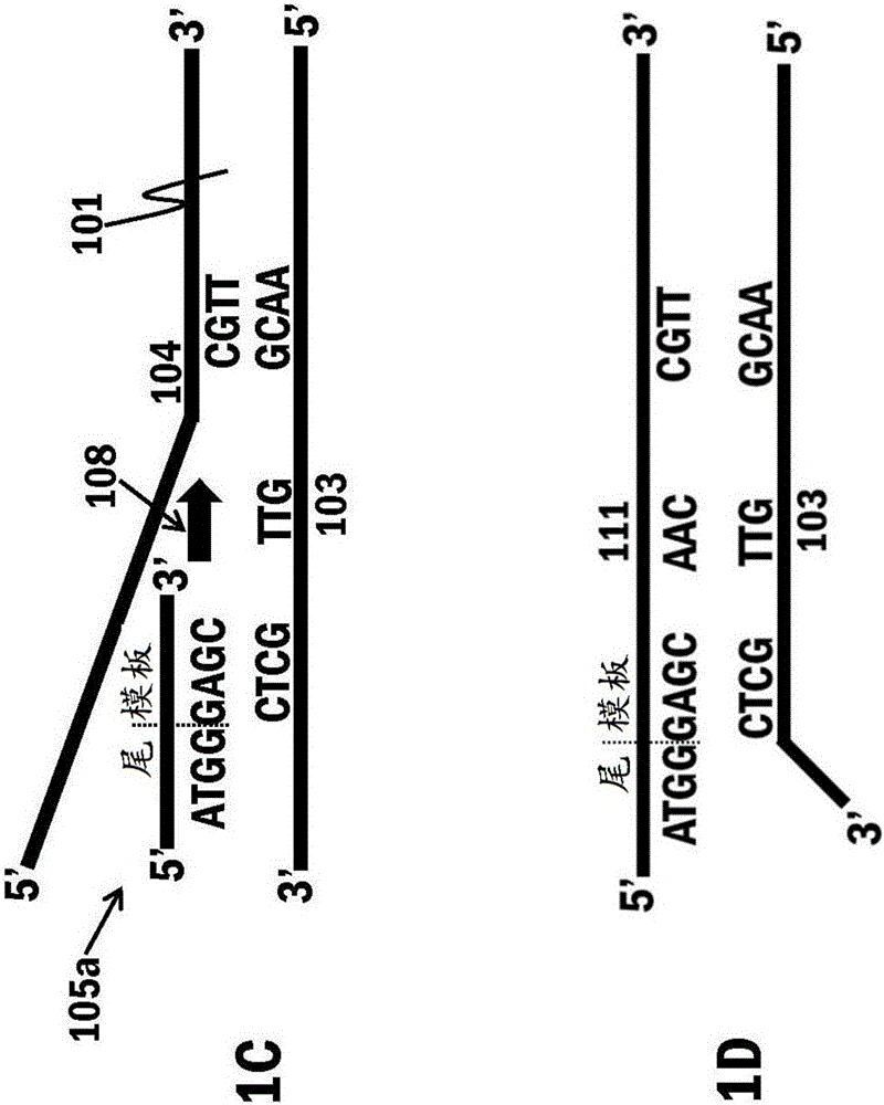 核酸擴(kuò)增的制作方法與工藝