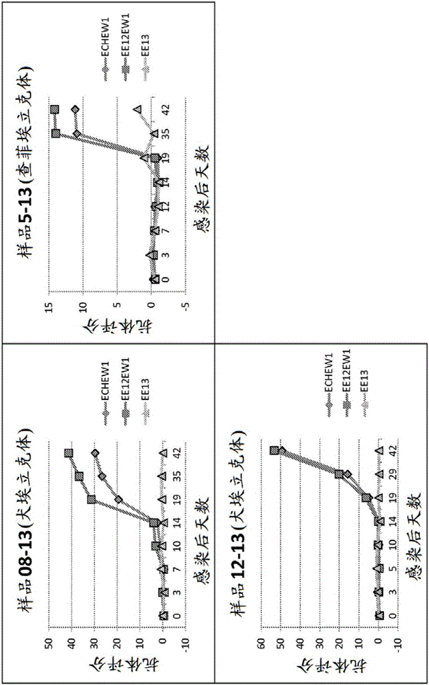 用于鉴别埃立克体种类的组合物和方法与流程