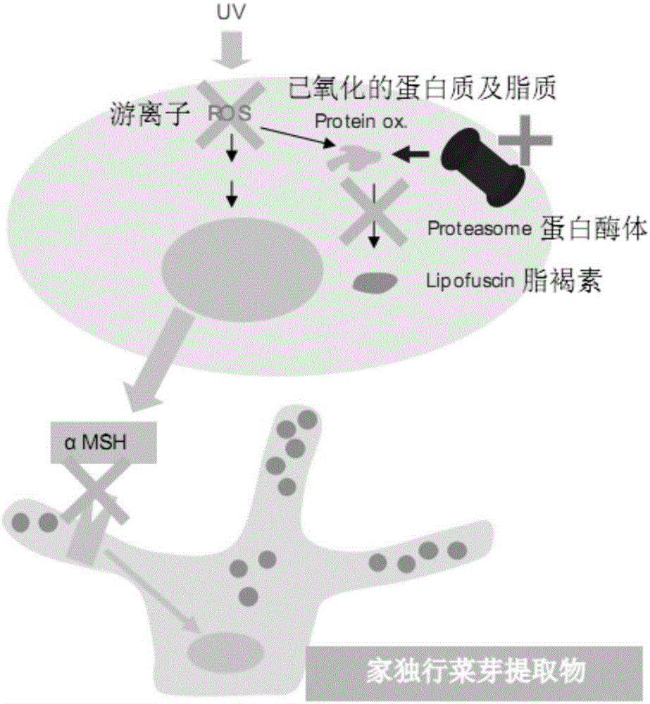 具有淡化老人斑功效的護(hù)膚品組合物及其制備方法與流程