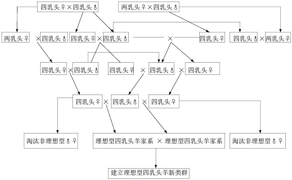 一种四乳头绵羊的培育方法与流程