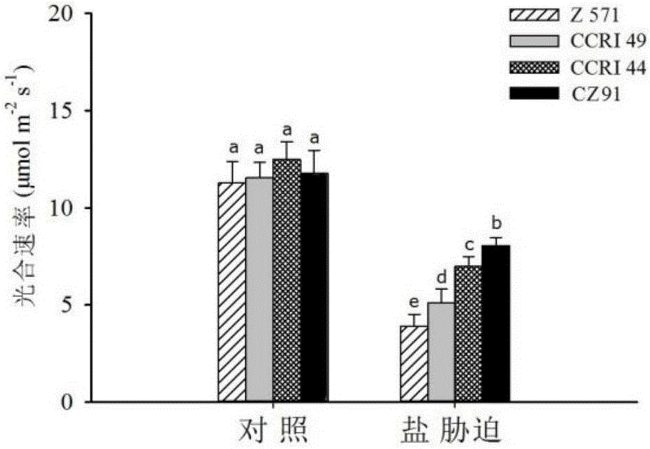 一種鑒定棉花苗期耐鹽性的方法與流程