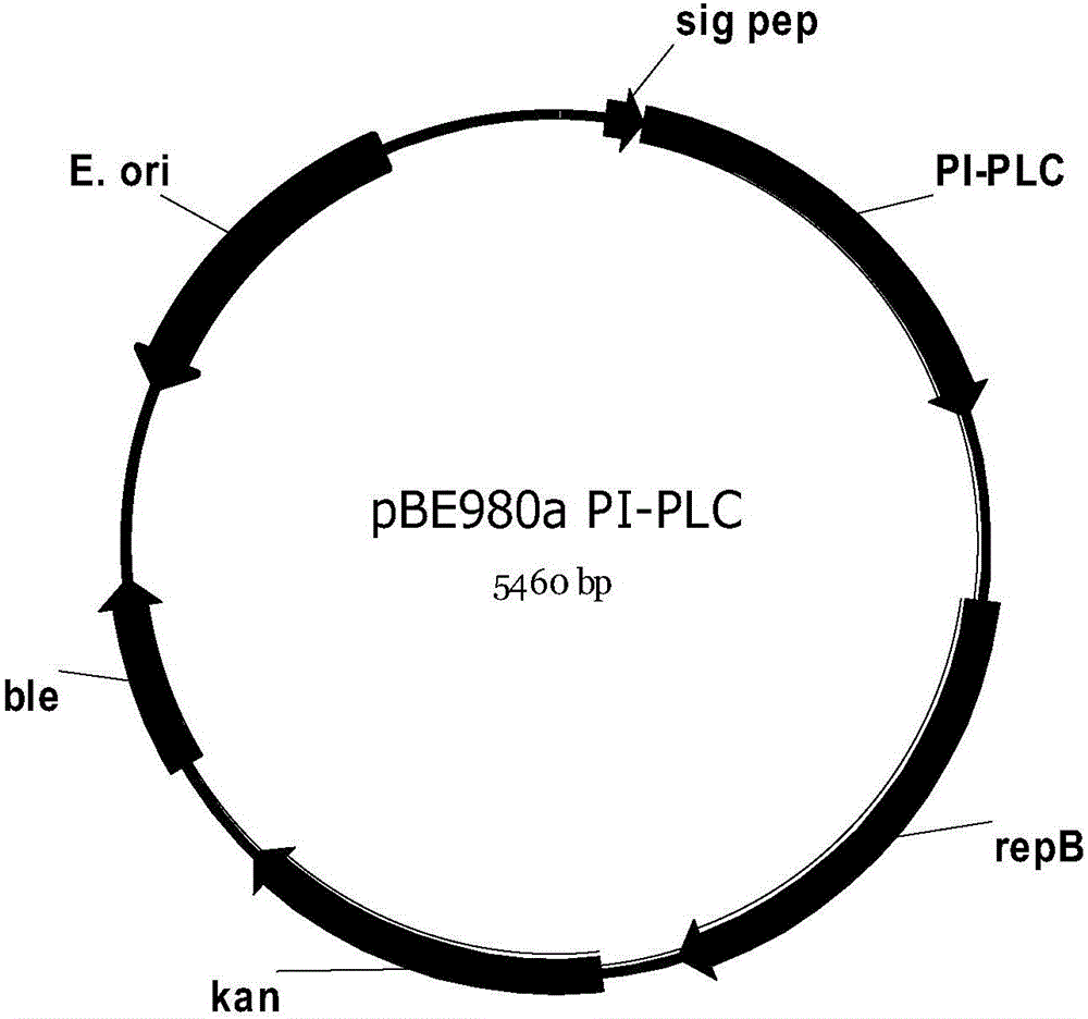 利用枯草芽孢桿菌高效表達(dá)PI?PLC基因的方法與流程