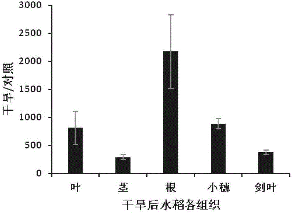 水稻基因OsAPM1及其提高水稻耐干旱及高溫脅迫能力的應用的制作方法與工藝