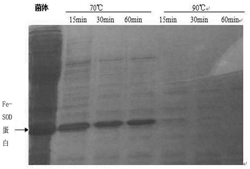 耐高溫SOD蛋白及其克隆和純化方法與流程