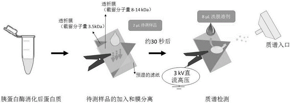 细菌耐药蛋白ArmA的定性、定量检测方法与流程