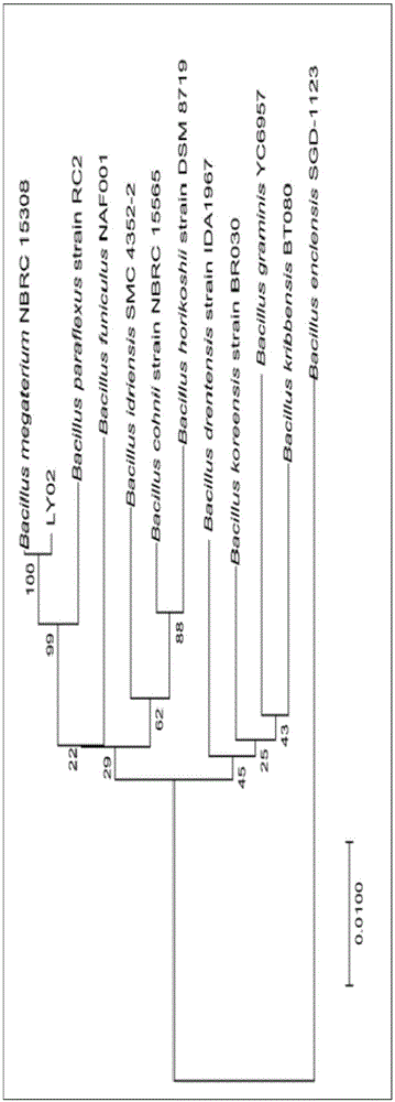 耐镉产铁载体菌株的分离方法及应用与流程