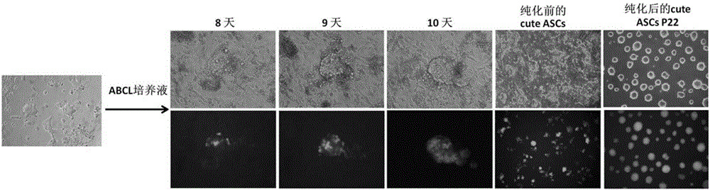 小鼠或人类的全能性干细胞quteASCs诱导及培养建系方法与流程