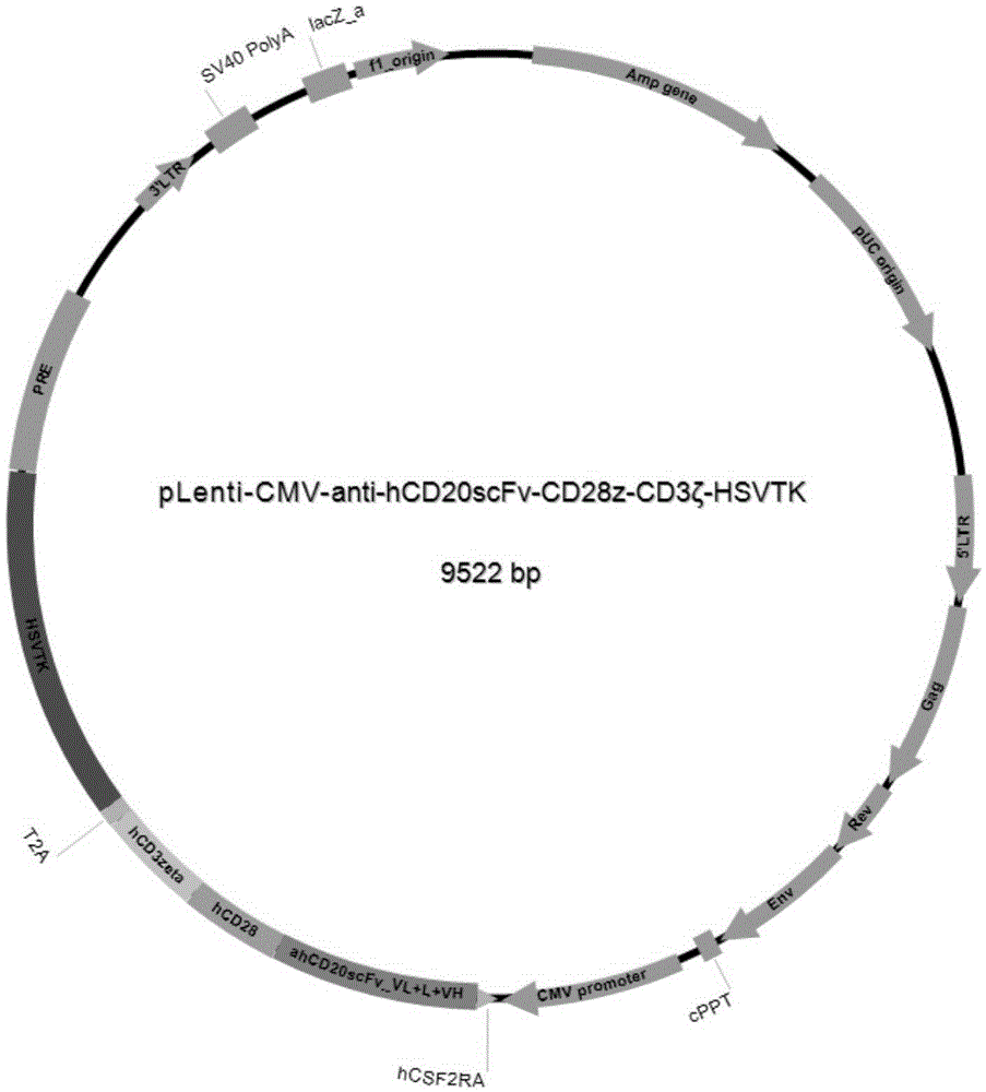 帶安全開(kāi)關(guān)的嵌合抗原受體免疫細(xì)胞及其制備方法與應(yīng)用與流程