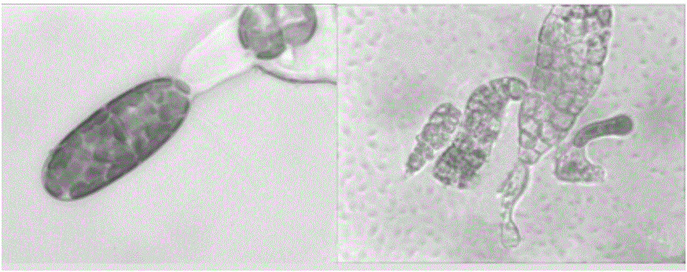 海带配子体外形图图片