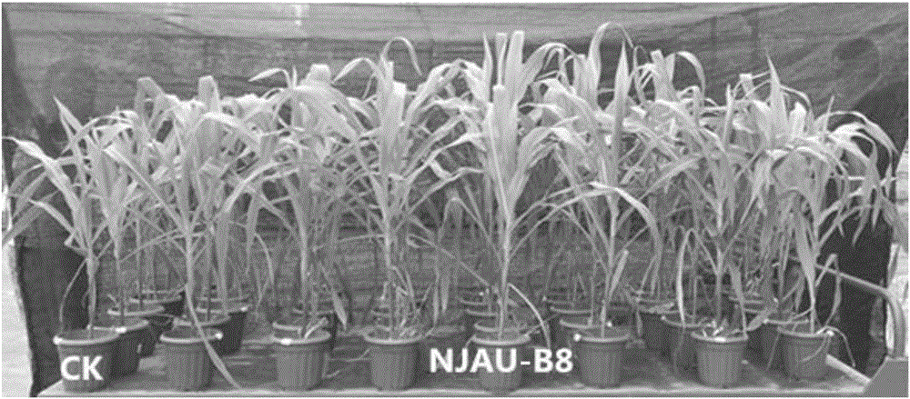 一株具解磷能力伯克霍尔德菌属细菌NJAU‑B8及其研制的微生物肥料的制作方法与工艺