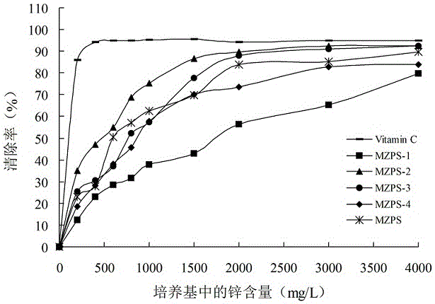 干巴菌菌絲體多糖及其制備方法和應用與流程