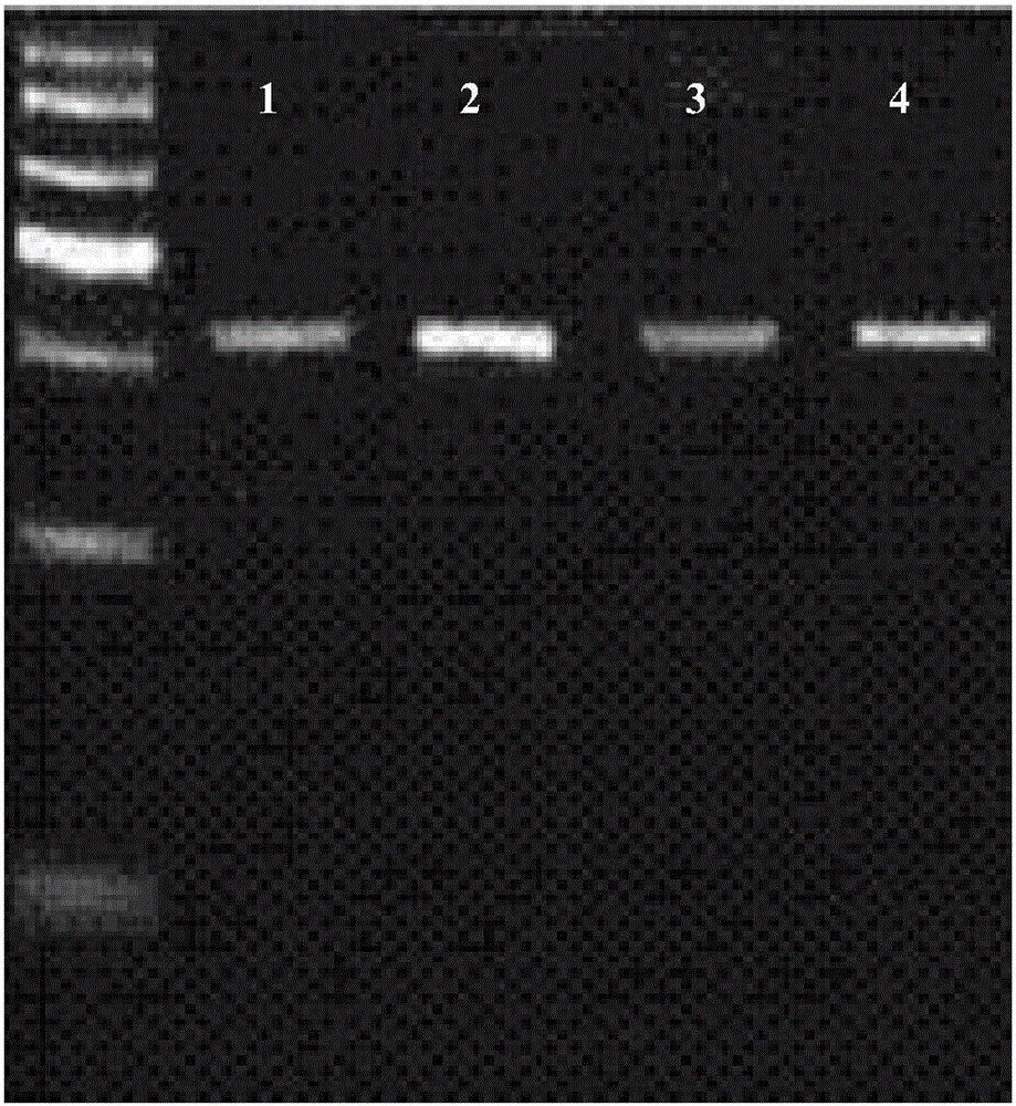 检测肝豆状核变性ATP7B基因的引物组合和方法与流程