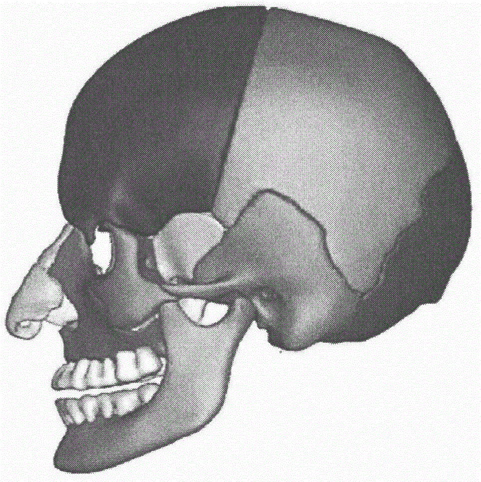 一种用于汽车碰撞损伤研究的人体头部有限元建模方法与流程