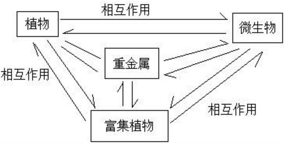 一种利用植物促进植物吸收重金属的方法与流程