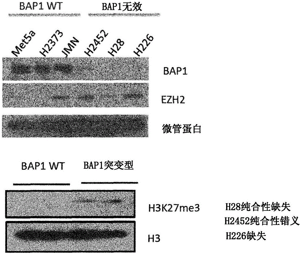 用于对EZH2抑制剂的应答的生物标志物的制作方法与工艺