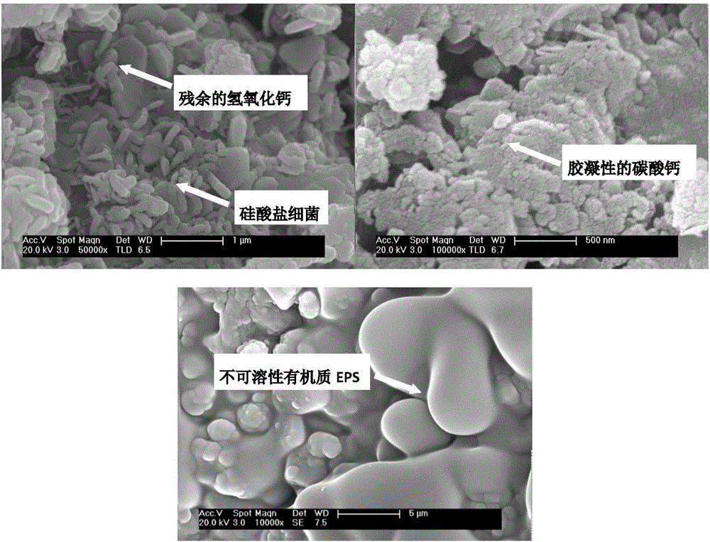 一種具有固碳能力的新型膠凝材料及其制備與使用方法與流程