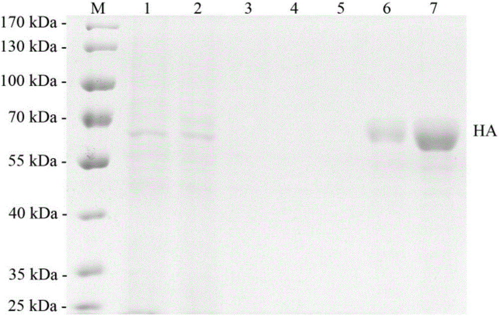 一种流感病毒血凝素蛋白的纯化方法与流程