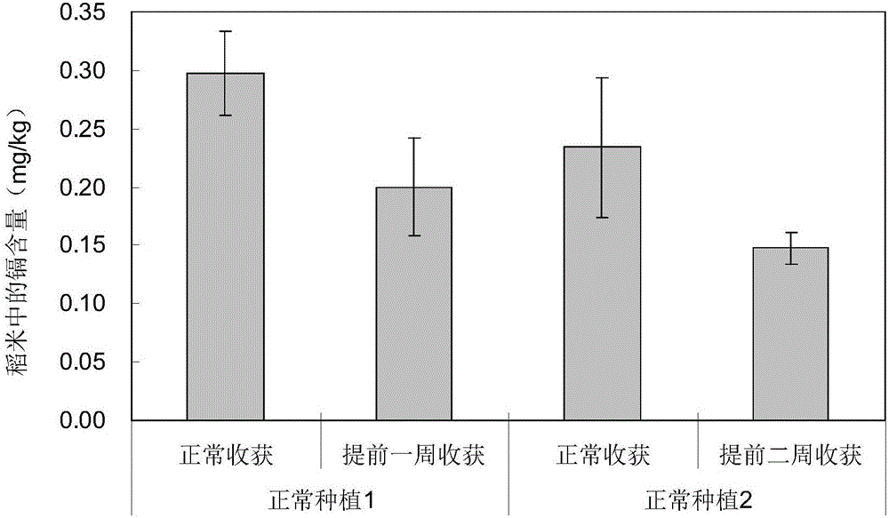 一種降低早稻稻米中鎘含量的方法與流程