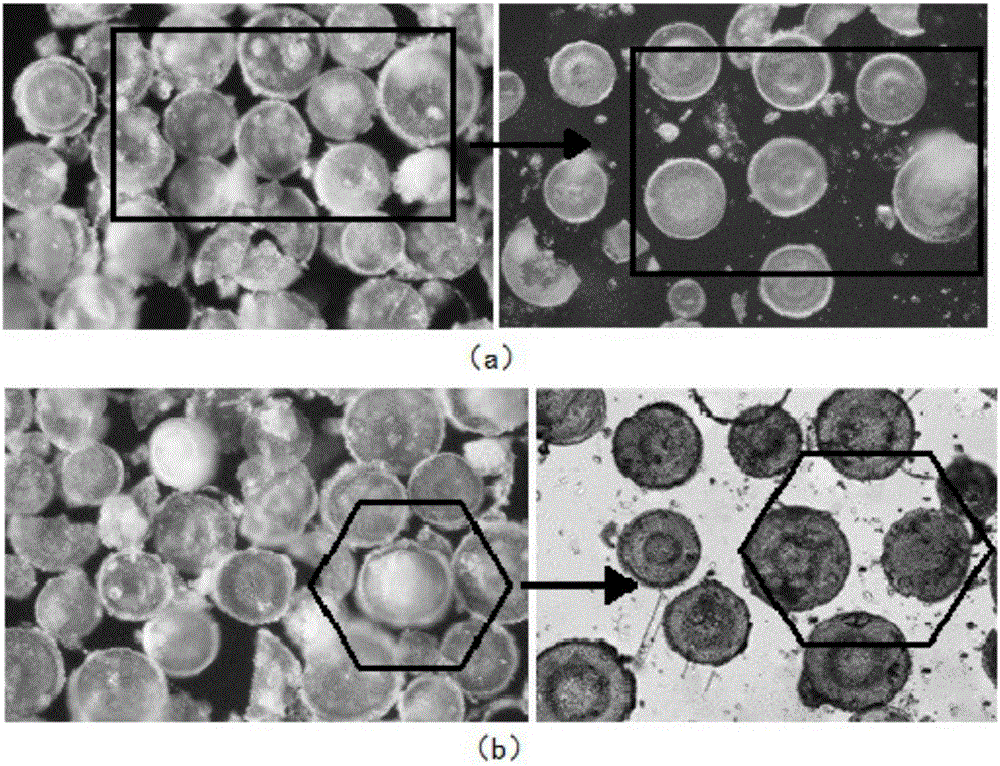 一种硅藻壳微粒单层阵列的方法与流程