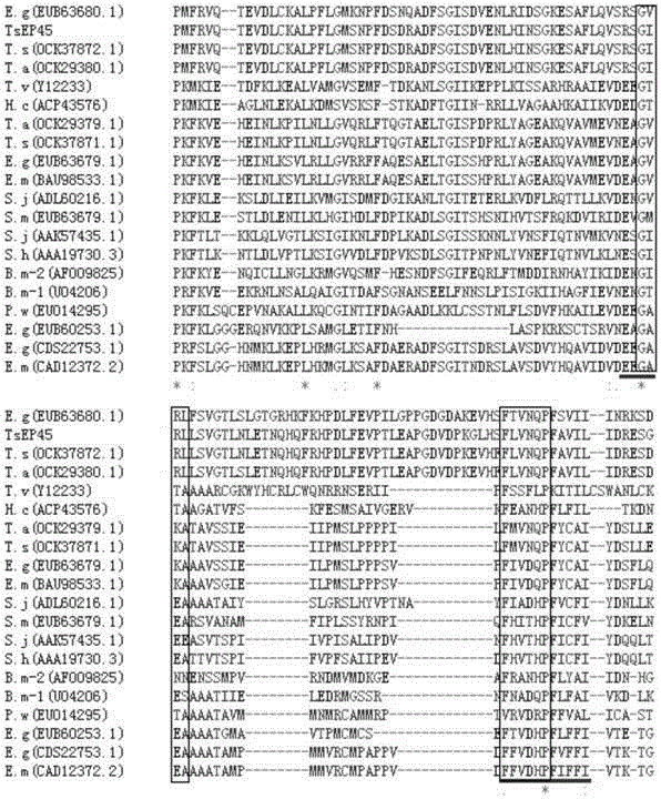 豬帶絳蟲TsEP45重組蛋白及其應用的制作方法與工藝