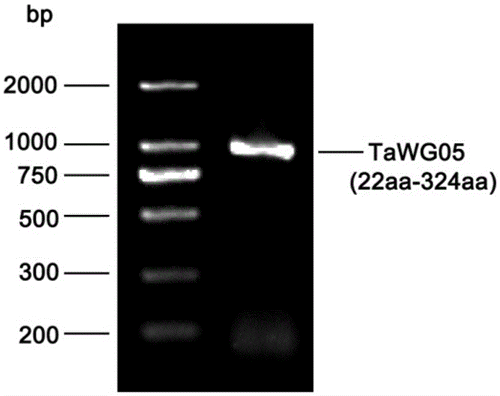 一種小麥醇溶蛋白TaWG05多克隆抗體的制備方法與流程