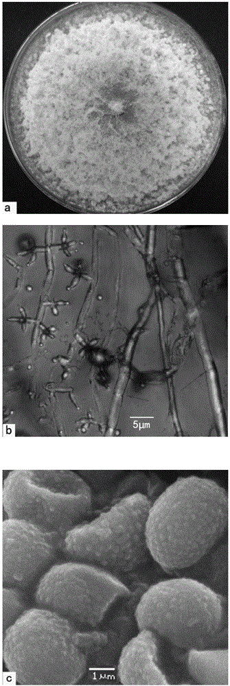 棘孢木霉及其在重金属污染修复中的应用的制作方法与工艺