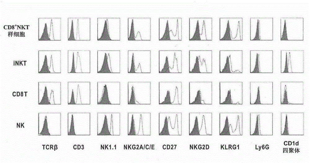 新型NKT样细胞亚群及其治疗肿瘤的用途的制作方法与工艺