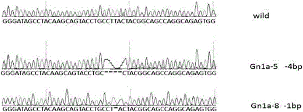 基于CRISPR/Cas9技术的单子叶植物基因敲除载体及其应用的制作方法与工艺