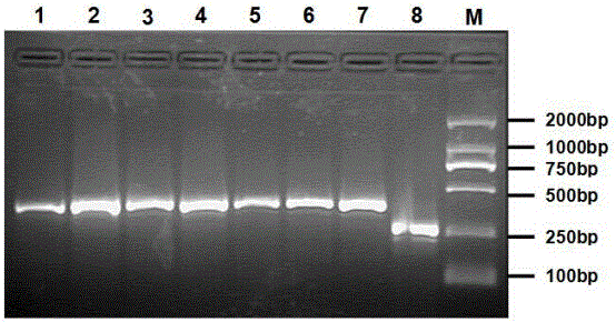 一个水稻抗褐飞虱基因Bph14的分子标记及应用的制作方法与工艺