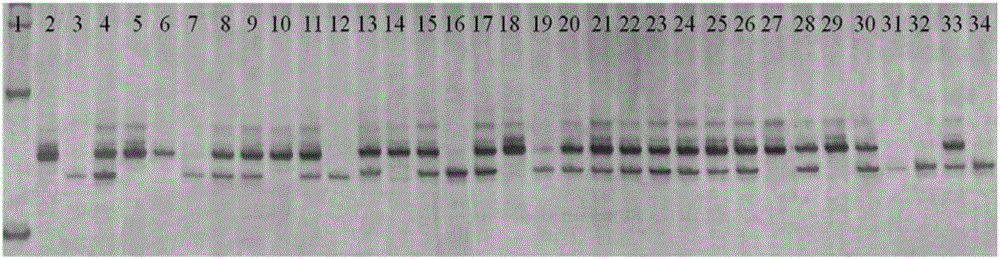 水稻抗褐飞虱基因Bph31(t)的分子标记及其应用的制作方法与工艺