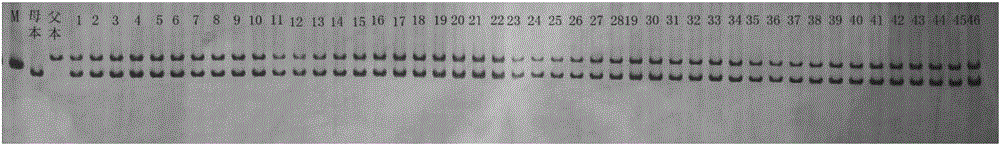 用于黄瓜‘粤青1号’杂交种子纯度鉴定的引物及方法与流程