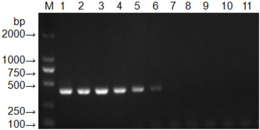一种犬博卡病毒的通用型PCR检测引物、试剂盒和检测方法与流程